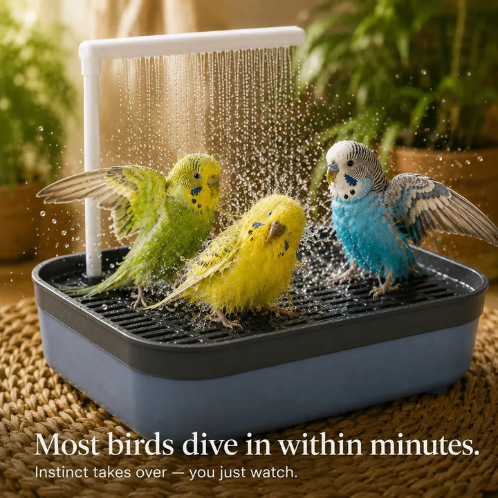 Pluvia – Electric Bird Bath with Rain Shower and Soaking Bowl